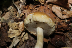 Agrocybe acericola