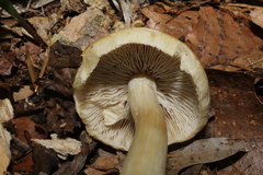 Agrocybe acericola