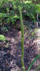Platanthera elongata