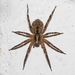 Mediterranean Spiny False Wolf Spider - Photo (c) Alexis Lours, some rights reserved (CC BY), uploaded by Alexis Lours