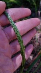 Platanthera elongata