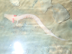 Proteus anguinus
