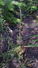 Platanthera elongata