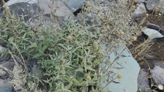 Aldama revoluta