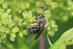 Andrena wilmattae