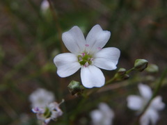 Gypsophila repens