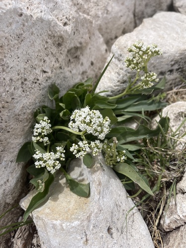 Guadalupe valerian (Valeriana texana)