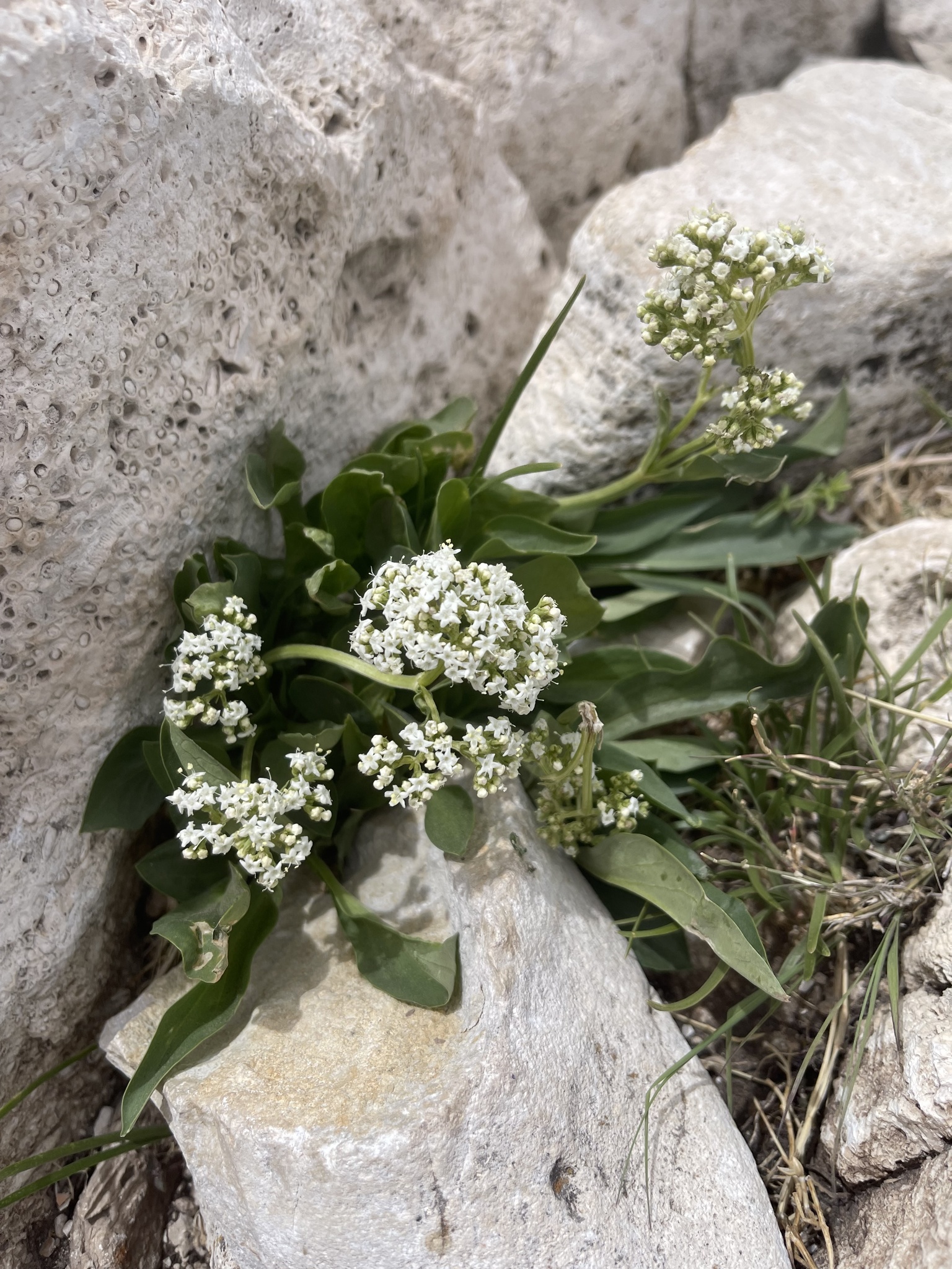 Valeriana texana