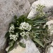 Valeriana texana - Photo (c) lizrebstad, μερικά δικαιώματα διατηρούνται (CC BY-NC)