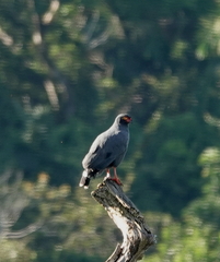 Buteogallus schistaceus