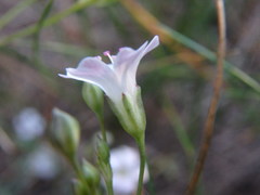 Gypsophila repens