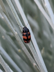 Cryptocephalus octoguttatus