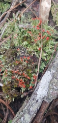 Cladonia didyma