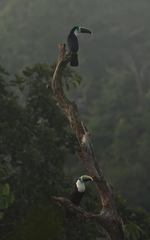 Ramphastos tucanus cuvieri