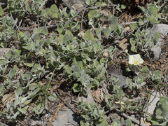 Calystegia malacophylla malacophylla