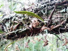 Microgramma squamulosa