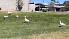 Anser anser domesticus