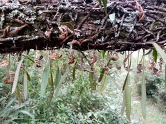 Microgramma squamulosa