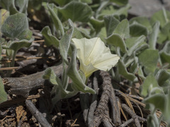 Calystegia malacophylla malacophylla