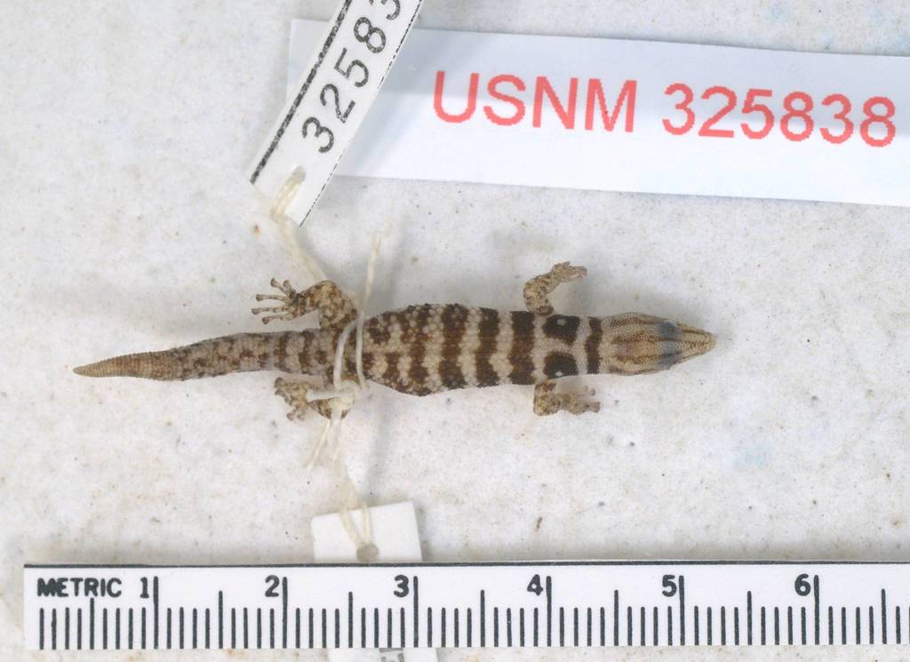 Zapata Big-Scaled Sphaero