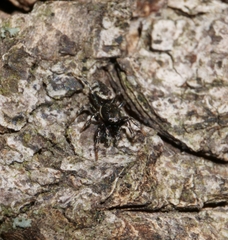 Salticus zebraneus