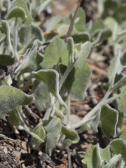 Calystegia malacophylla malacophylla