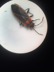 Ochrimnus lineoloides