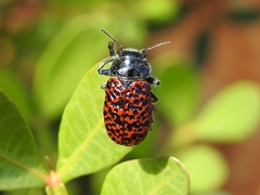 Lachnaia variolosa