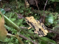Pristimantis diadematus