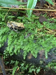 Pristimantis diadematus