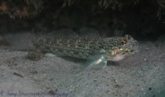 Istigobius hoesei