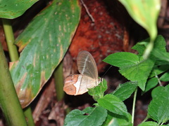 Pierella nereis