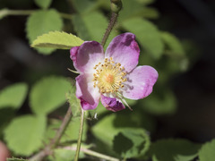 Rosa bridgesii