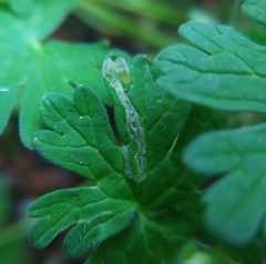 Agromyza nigrescens