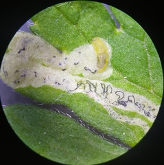 Agromyza nigrescens