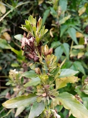 Poikilacanthus glandulosus