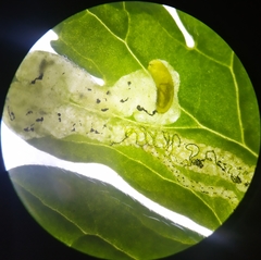 Agromyza nigrescens