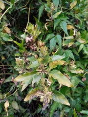 Poikilacanthus glandulosus