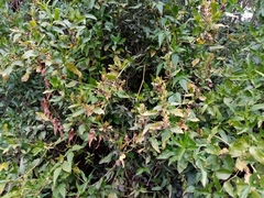Poikilacanthus glandulosus