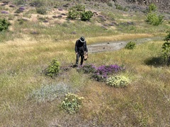 Penstemon barrettiae