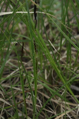 Carex melanostachya
