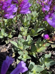 Penstemon barrettiae