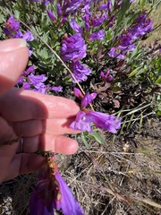 Penstemon barrettiae