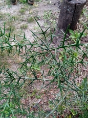 Colletia spinosissima