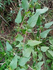 Austroeupatorium inulifolium