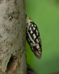 Drymaeus albolabiatus