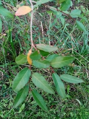 Sebastiania commersoniana