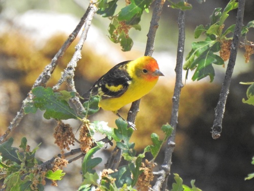 iNaturalist observation photo of Western Tanager