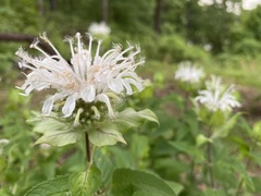 Monarda stipitatoglandulosa