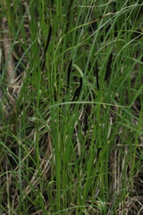 Carex melanostachya